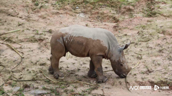 民间资本 广东清远长隆白犀牛家族再添新丁 两只幼崽健康成长