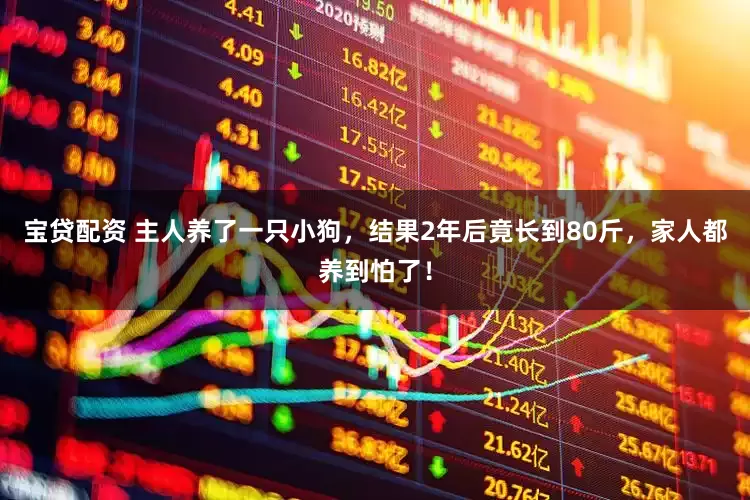 宝贷配资 主人养了一只小狗，结果2年后竟长到80斤，家人都养到怕了！